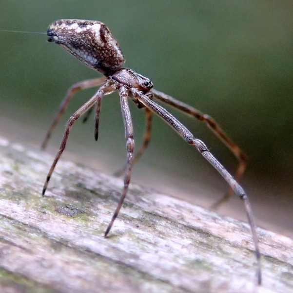 Tetragnatha sp. - Sernaglia della Battaglia (TV)